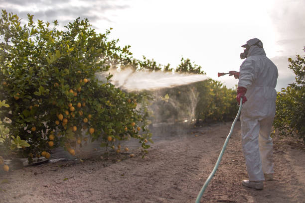Best Termite Control Services  in Oak Grove, VA