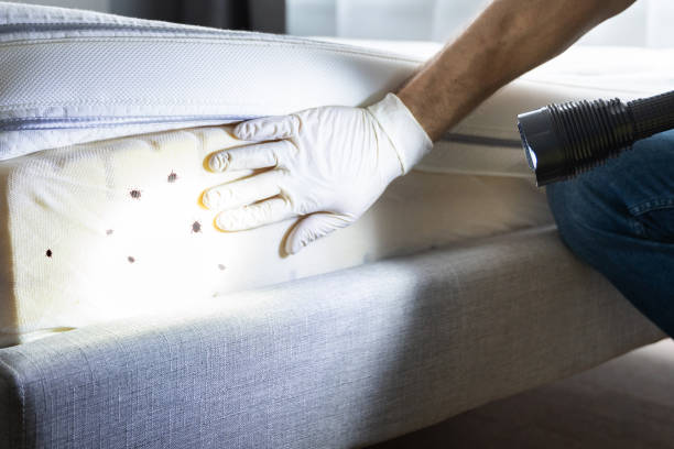Best Cockroach Control Services  in Oak Grove, VA