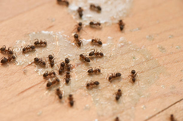 Oak Grove, VA Pest Control Company