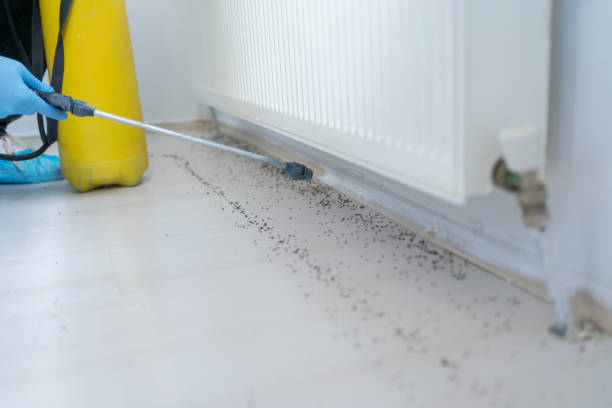 Best Rat Extermination Near Me  in Oak Grove, VA